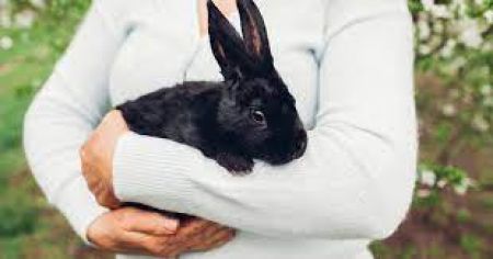 How to Keep Your Pet Rabbit Healthy